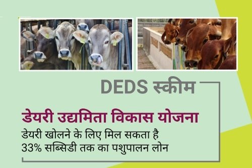डेयरी उद्यमिता विकास स्कीम (DEDS): योग्यता, सब्सिडी और लाभ
